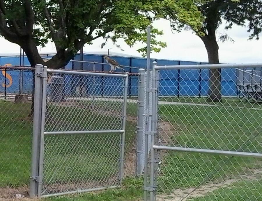 Red-tailed hawk released from LT batting cage