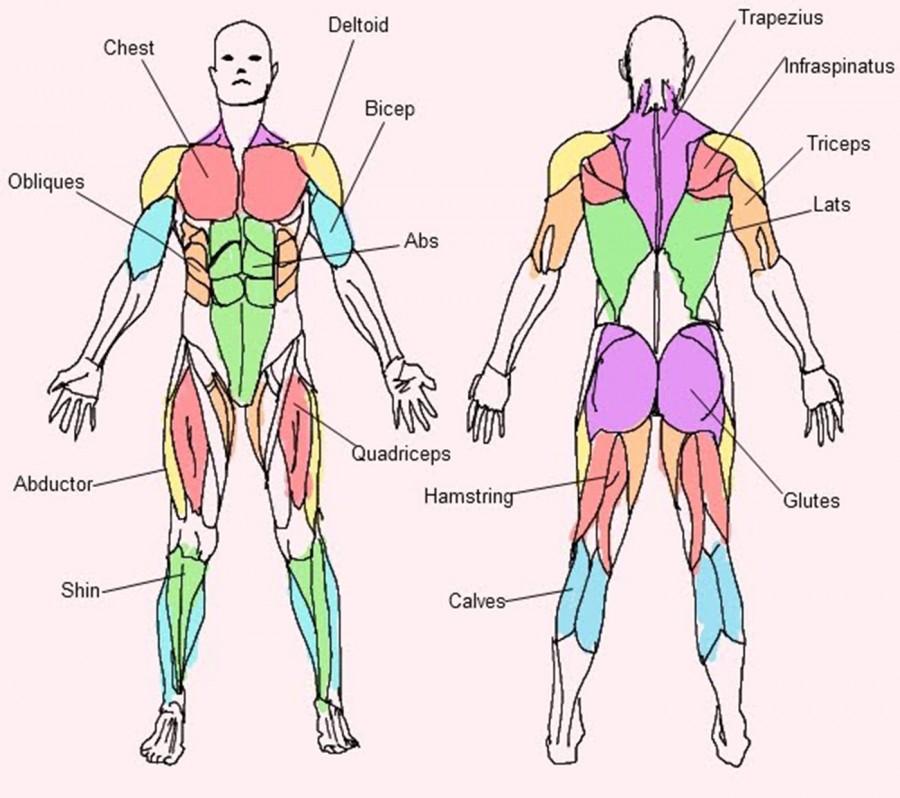 Muscle Activation