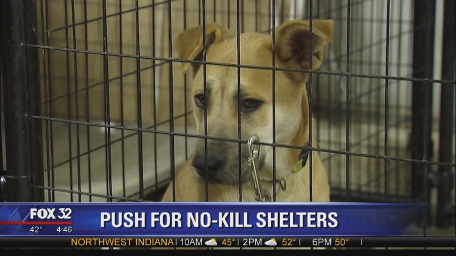 Editorial: No kill Chicago animal shelters