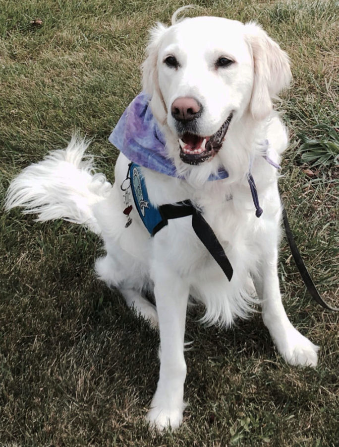 Comfort dog brings help, compassion to community