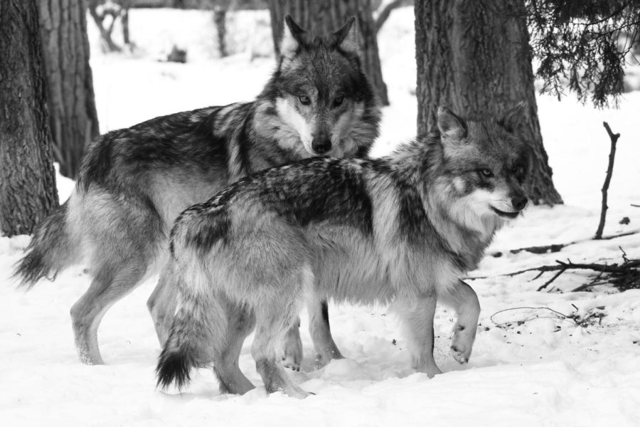Apache (background) and Ela play in the snow and get acquainted at Brookfield Zoo. They can be seen at the zoos Regenstein Wolf Woods habitat (Jim Schulz/ Chicago Zoological Society). 