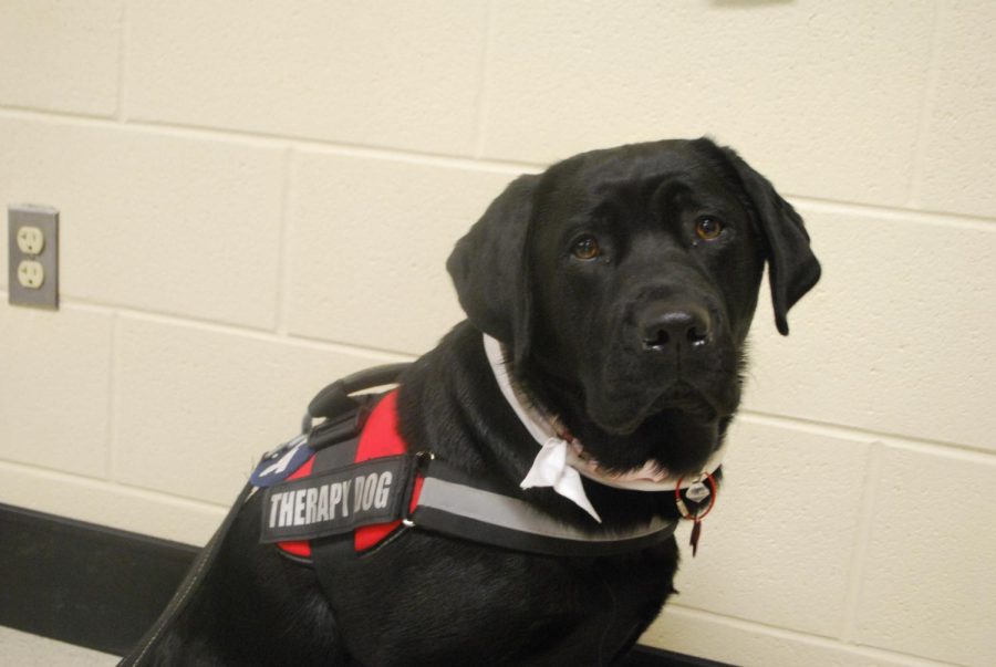LTs NC therapy dog is ready to provide emotional support of any students (Lestina/LION).