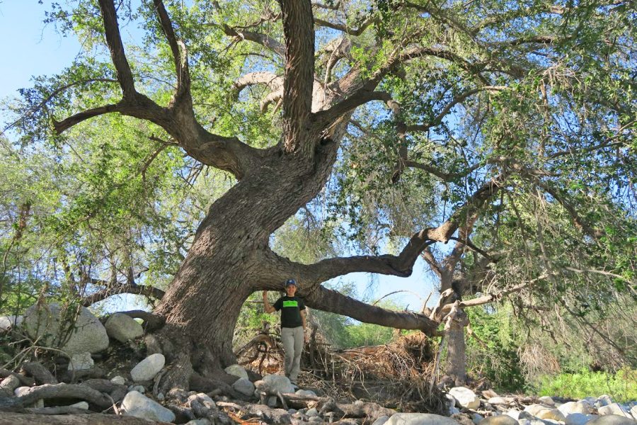 Dr. Silvia Alvarez-Clare stands in front of an endangered arroyo oak tree, Quercus brandegeei, a species the Global Tree Conservation Program of the Morton Arboretum is working to determine specific threats and identify conservation actions needed to save it from extinction (Photo courtesy of Tyler Prich).